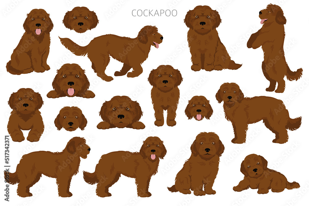 Cockapoo mix breed clipart. Different poses, coat colors set Stock ...
