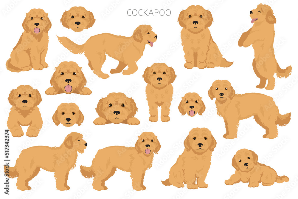 Cockapoo mix breed clipart. Different poses, coat colors set Cockapoo mix breed clipart. Different poses, coat colors set