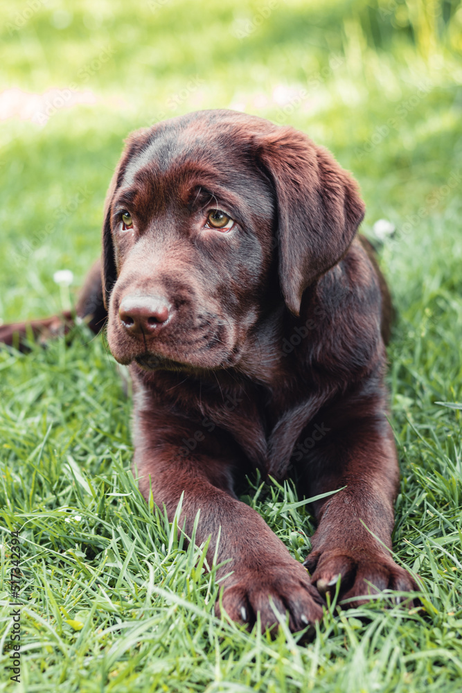 Chocolate labrador retriever puppy resting lying on green grass