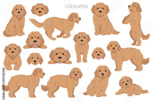 Cockapoo mix breed clipart. Different poses, coat colors set photo