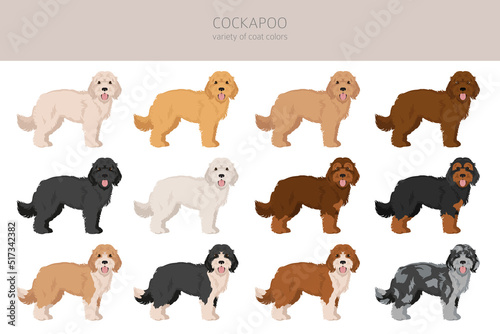 Cockapoo mix breed clipart. Different poses, coat colors set