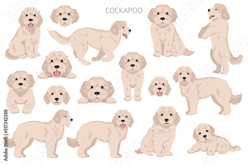 Cockapoo mix breed clipart. Different poses, coat colors set