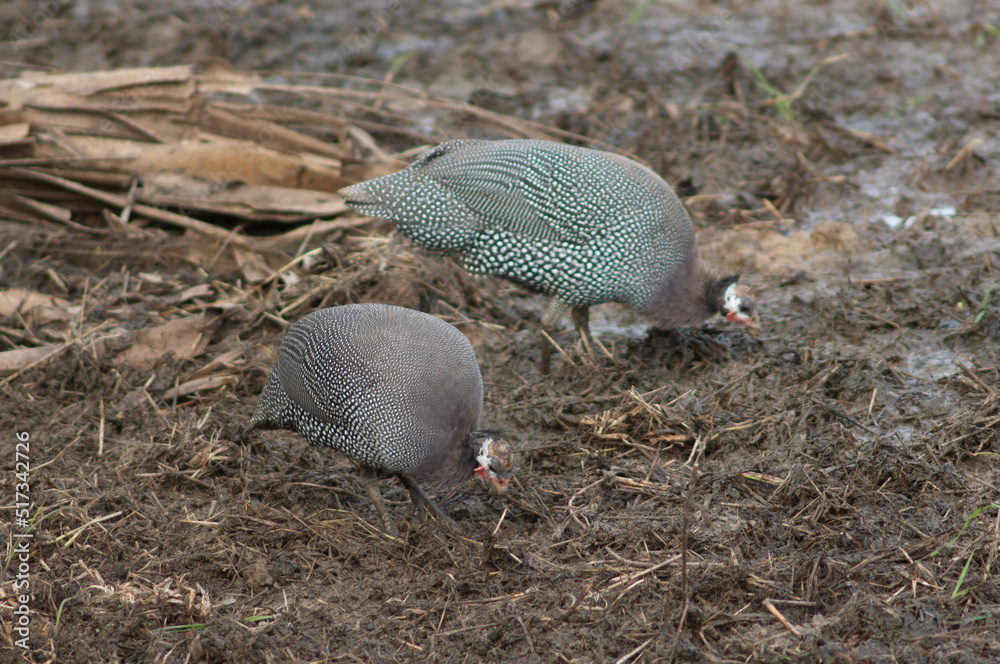 Obraz premium West African guineafowl Numida meleagris galeatus searching for food. Niokolo Koba National Park. Tambacounda. Senegal.