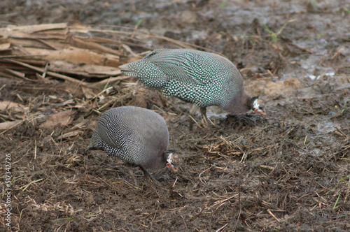 West African guineafowl Numida meleagris galeatus searching for food. Niokolo Koba National Park. Tambacounda. Senegal.