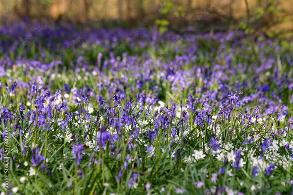 Fototapeta premium Bluebells, Hallerbos Forest, Belgium