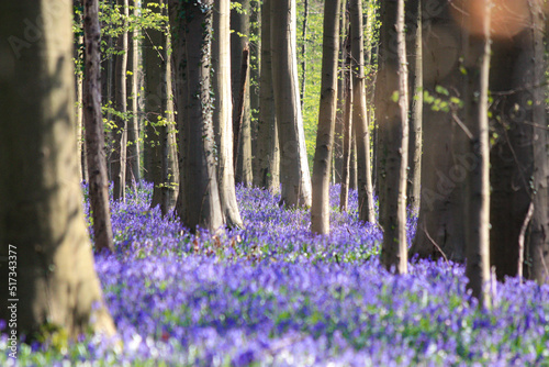 Bluebells  Hallerbos Forest  Belgium