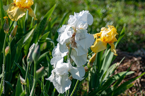 Iris. A genus of perennial rhizomatous plants of the Iris family, or Kasatikovye. photo