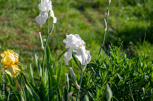 Iris. A genus of perennial rhizomatous plants of the Iris family, or Kasatikovye. photo