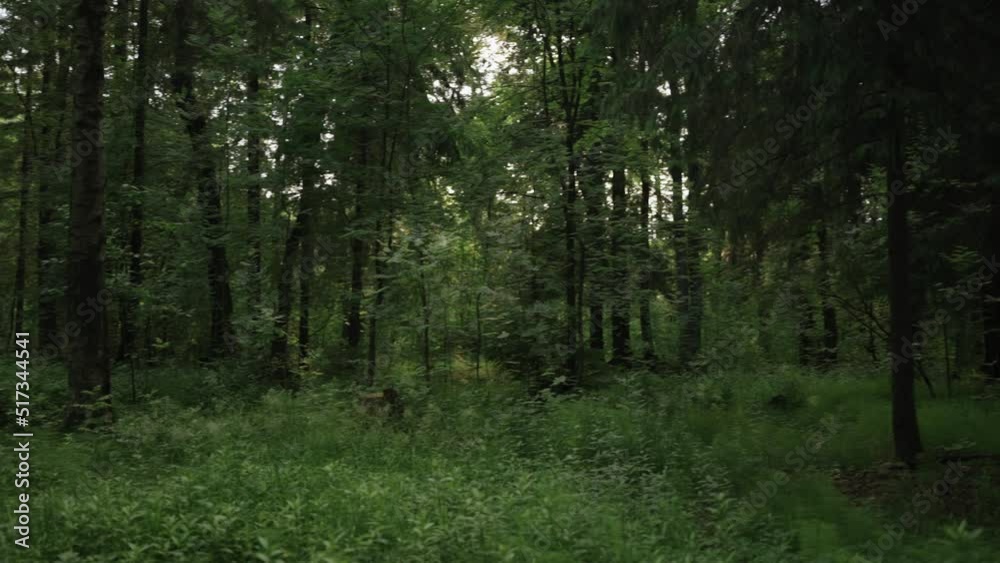 Slow motion handheld shot of green mixed forest on summer evening Slow motion handheld shot of green mixed forest on summer evening
