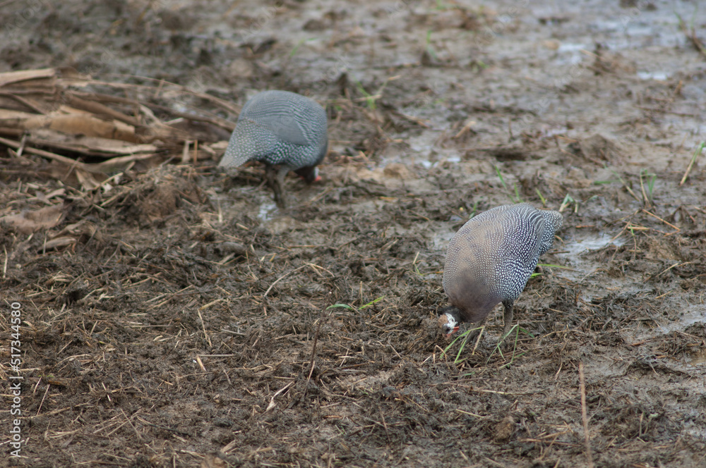 Fototapeta premium West African guineafowl Numida meleagris galeatus searching for food. Niokolo Koba National Park. Tambacounda. Senegal.