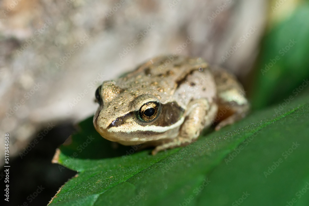 Obraz premium A adult Common European Toad, Bufo bufo sitting on the ground in the garden