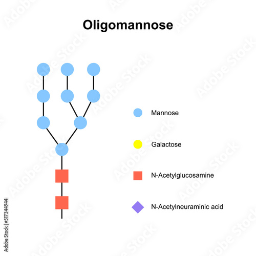 Scientific Designing of Oligomannose N-glycan. Colorful Symbols. Vector Illustration. photo
