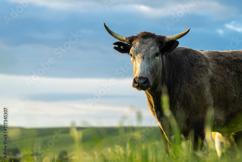 beautiful cows portrait in australia