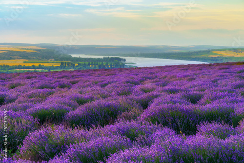 a lavender field blooms on a hill  a river and a forest in the distance  the sunset shines yellow in the sky  a beautiful summer landscape
