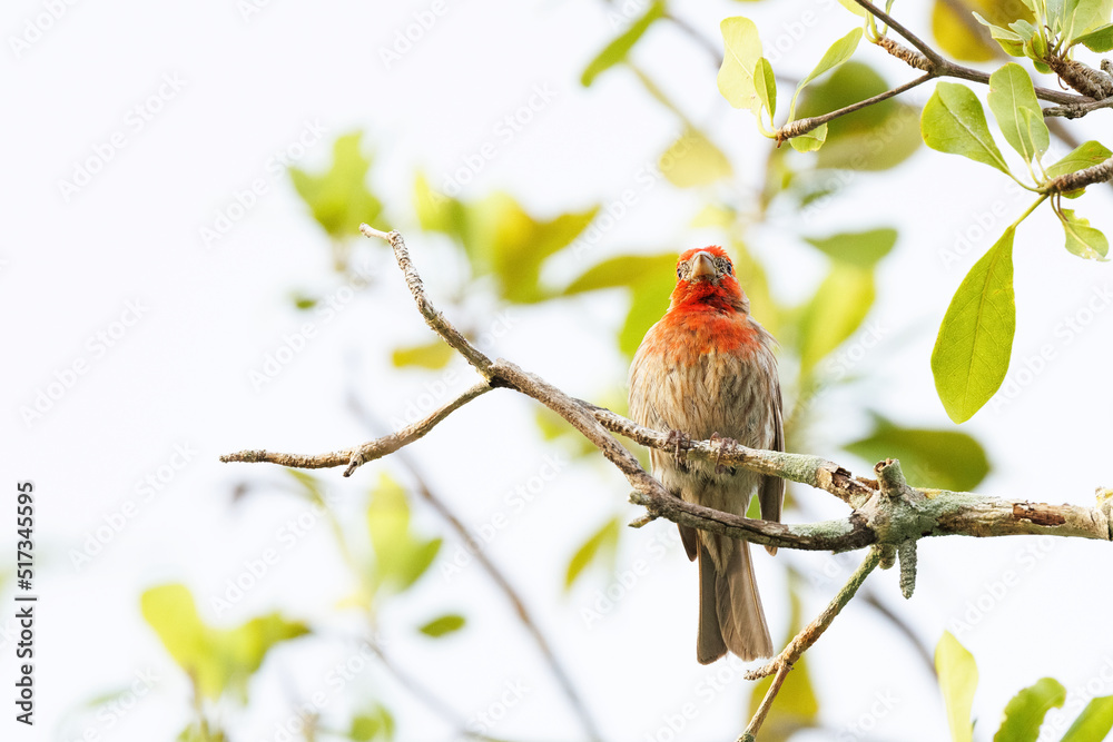 House finch (Haemorhous mexicanus) perched on a branch in Sarasota, Florida House finch (Haemorhous mexicanus) perched on a branch in Sarasota, Florida