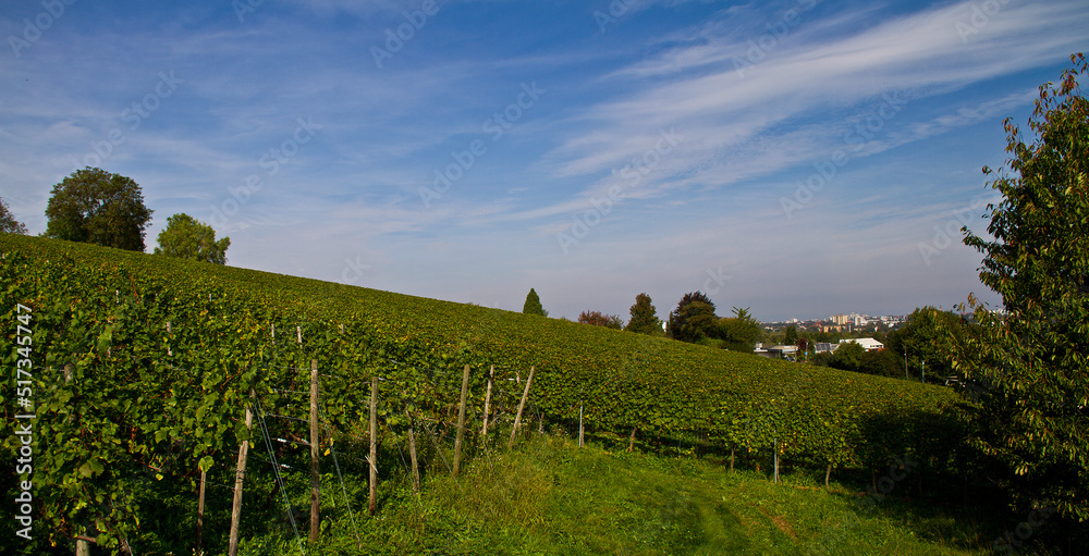 Naklejka premium Weinberge Reben Freiburg