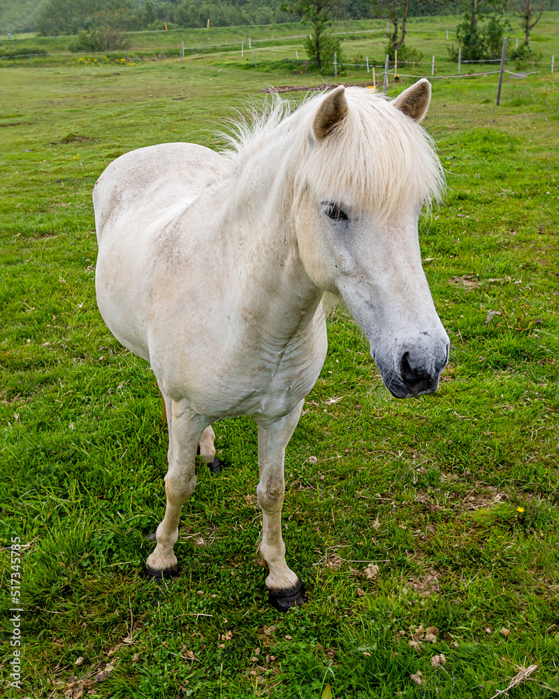 Beautiful white horse on the green field in Iceland Beautiful white horse on the green field in Iceland