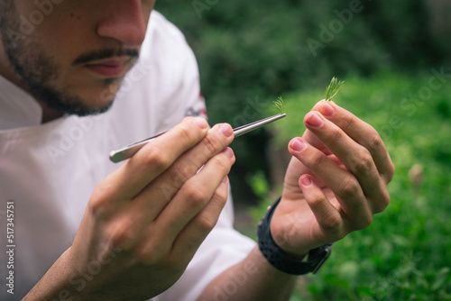 man holds spiced plant with tweezers