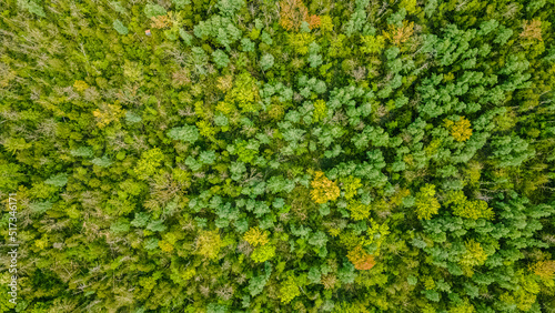 Aerial View of a Natural Spring Forest in Wisconsin