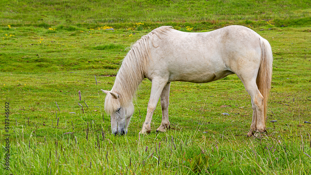 Beautiful white horse on the green field in Iceland Beautiful white horse on the green field in Iceland