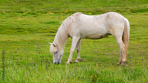 Beautiful white horse on the green field in Iceland  © Yan