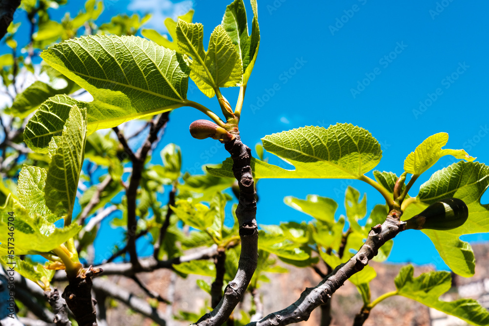 Fig tree with the first green figs of summer, a clear day with a blue