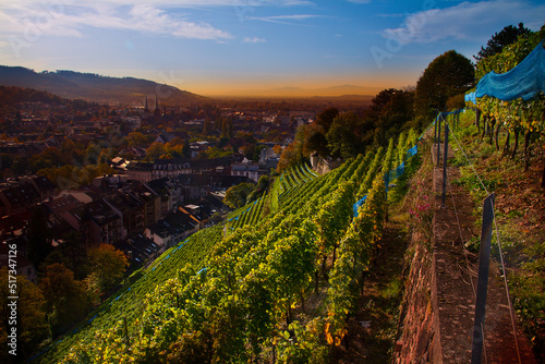 Weinberge Reben Freiburg