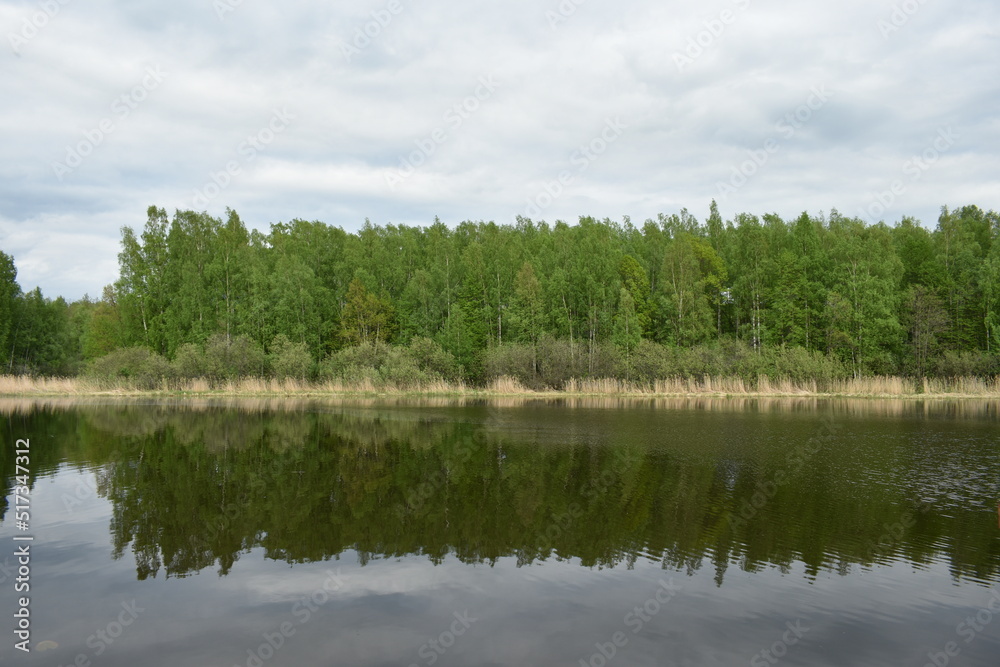 Obraz premium lake in the forest