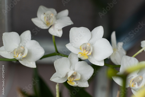 Fototapeta Naklejka Na Ścianę i Meble -  Orchids white buds. Orchid background. Phalaenopsis bud. A branch of flowers. Delicate flower. Rare collectible plant. Dew on the bud closeup.