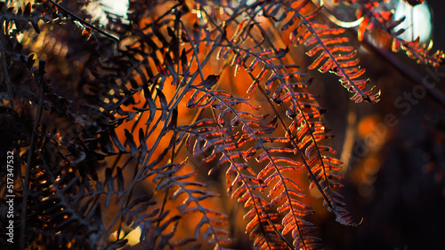Macro de feuilles de fougère sauvages, aux teintes jaunâtres et orangées, pendant le crépuscule