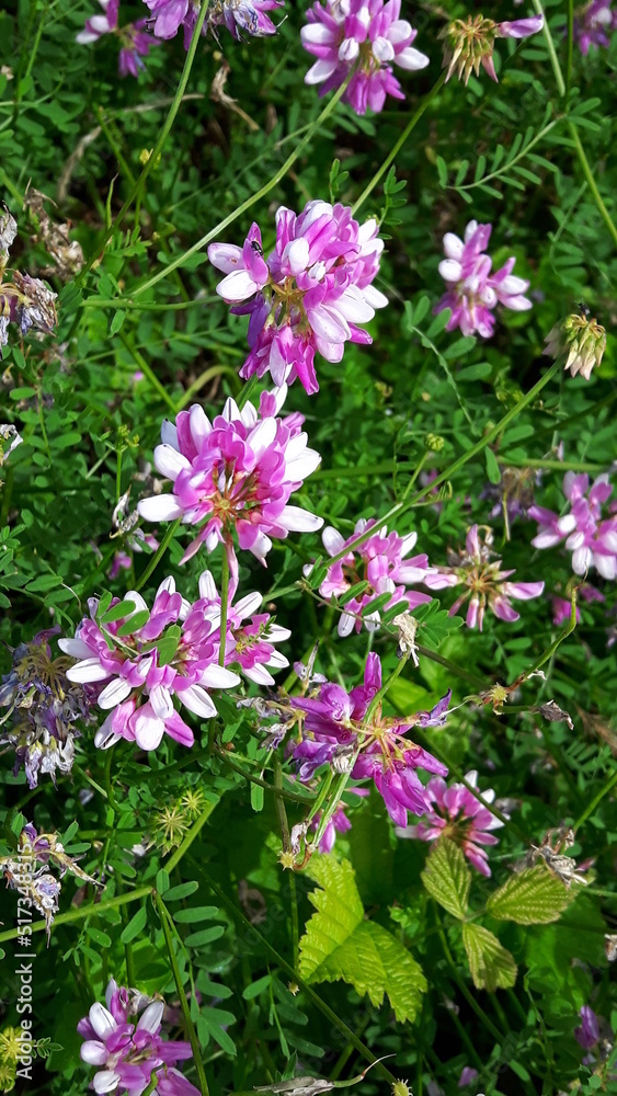 Lila Blume Lila Blume