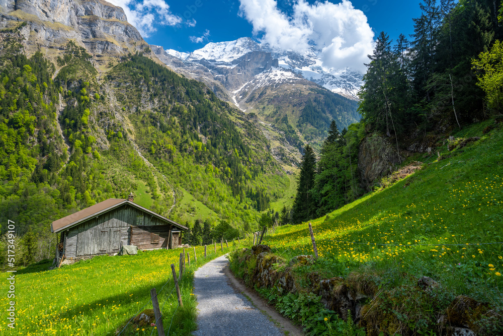 path in swiss alps with jungfrau mountain with wooden hut and spring meadow in Switzerland
