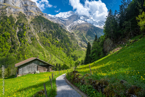 path in swiss alps with jungfrau mountain with wooden hut and spring meadow in Switzerland photo