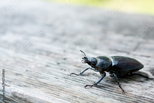 Close-up of a black beetle on a wooden board