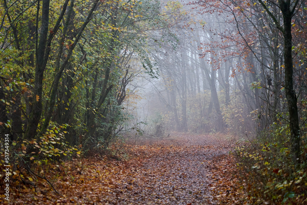 Autumn Forest 
