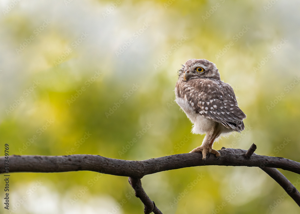 Spotted owl Resting on a tree Spotted owl Resting on a tree