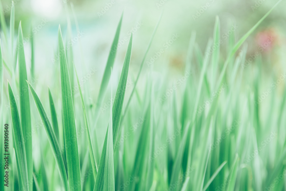 Green grass texture as background. Perspective view and selective focus. artistic abstract spring or summer background with fresh grass as banner or eco wallpaper. Leaves blur effect. Macro nature.