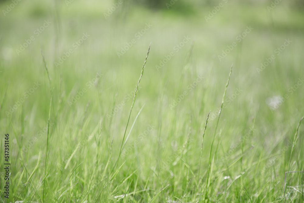 Green grass texture as background. Perspective view and selective focus. artistic abstract spring or summer background with fresh grass as banner or eco wallpaper. Leaves blur effect. Macro nature.