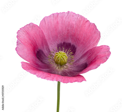 Blossoming pink poppy flower isolated on white background