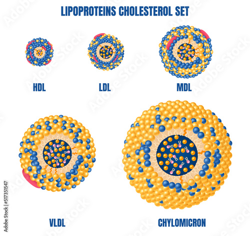 Lipoproteins Cholesterol Set