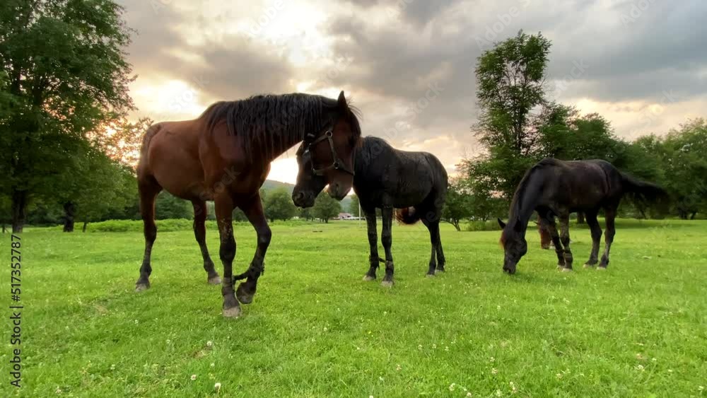 Brown and black horses with bound limbs grazing on green scenic field at sunset. Close up, 4K. Brown and black horses with bound limbs grazing on green scenic field at sunset. Close up, 4K.