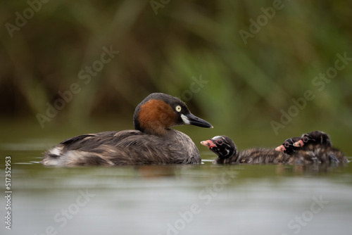 The little grebe, also known as dabchick, is a member of the grebe family of water birds