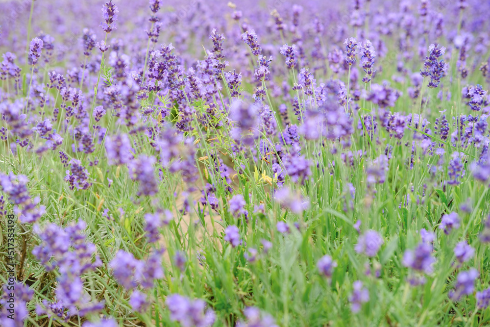 Field of purple little lavender flowers close up photo with bokeh Field of purple little lavender flowers close up photo with bokeh