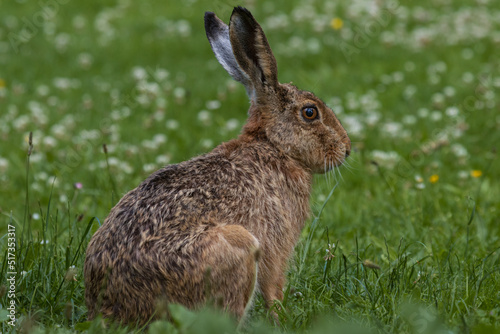Adult brown hare (lepus europaeus)