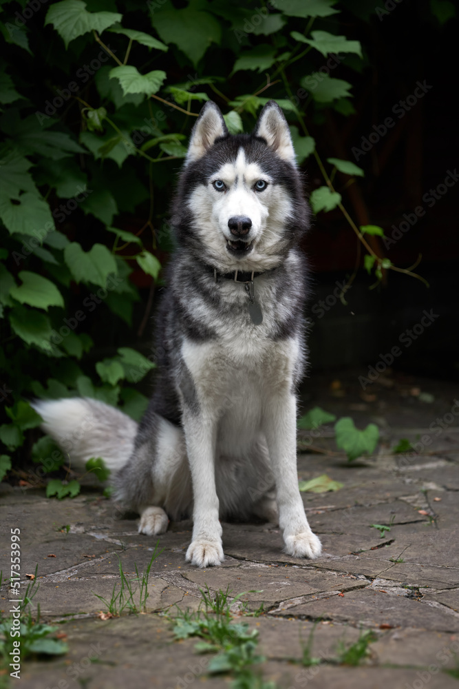 Portrait beautiful husky dog on dark nature background. Front view. Portrait beautiful husky dog on dark nature background. Front view.