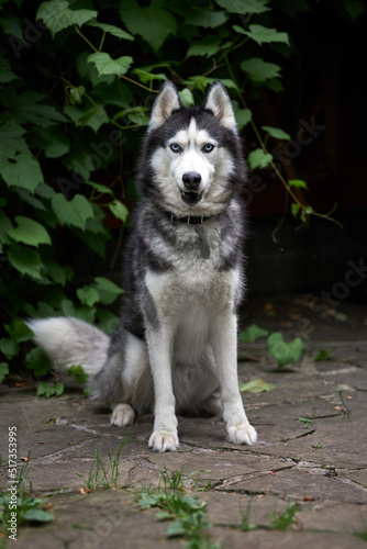 Portrait beautiful husky dog on dark nature background. Front view.