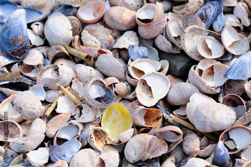 Canvastavla A single yellow jingle shell (Anomiide or Anomia simplex) on top of many different colored seashells and blue mussels at lowtide in long island sound at Silver Sands State Park in Milford Connecticut