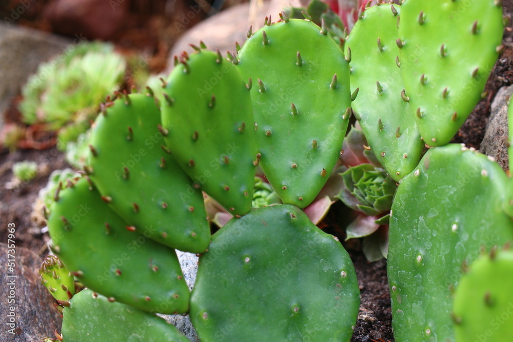 Opuncja humifusa bezkolcowa Opuntia humifusa Opuncja humifusa bezkolcowa Opuntia humifusa