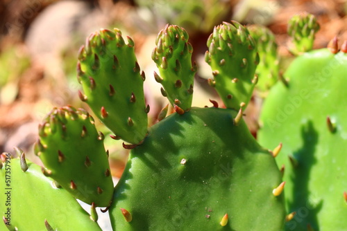 Opuncja humifusa bezkolcowa Opuntia humifusa