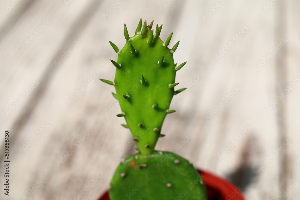 Opuncja humifusa bezkolcowa Opuntia humifusa Opuncja humifusa bezkolcowa Opuntia humifusa